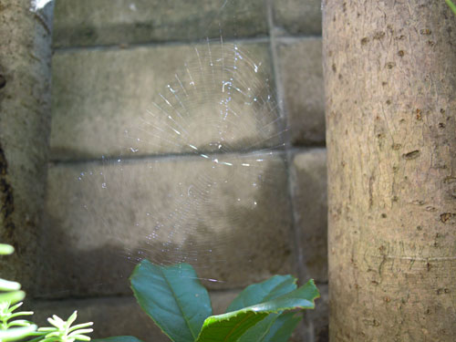 e0034047_1546575.jpg