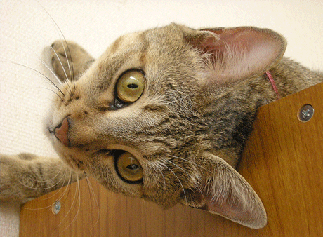 a0001354_22541669.gif