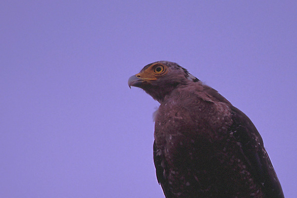 e0000968_21332637.jpg