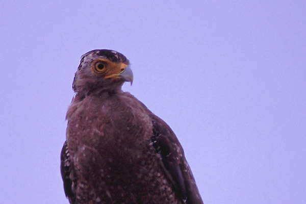 e0000968_21332728.jpg