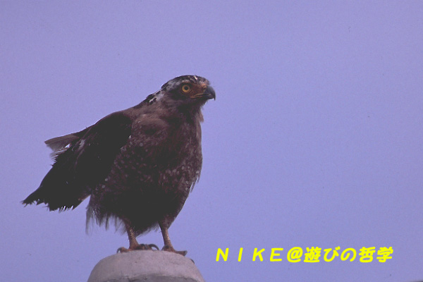 e0000968_21332973.jpg