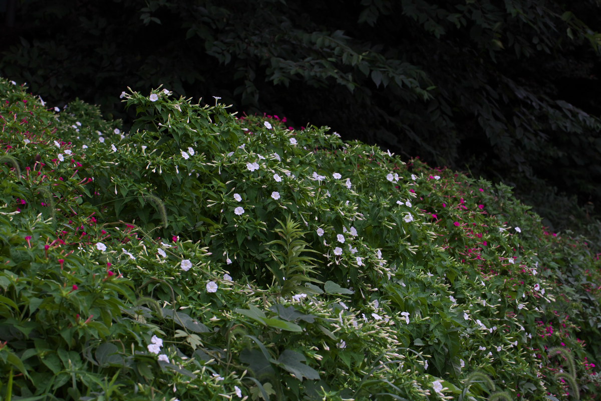 a0083081_17331519.jpg
