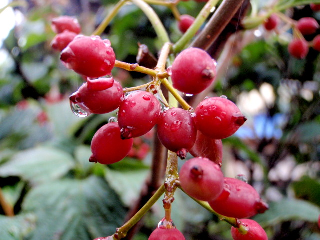 a0007388_8105576.jpg