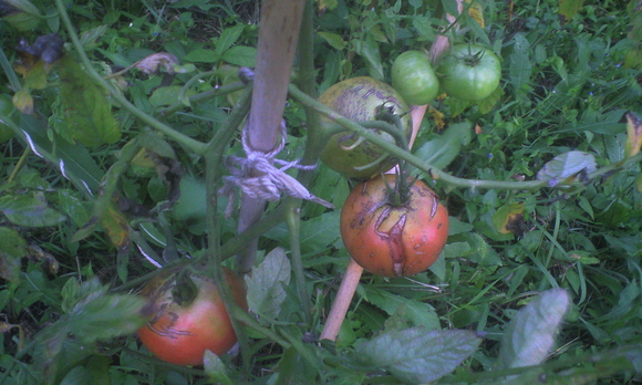 e0227023_231586.jpg