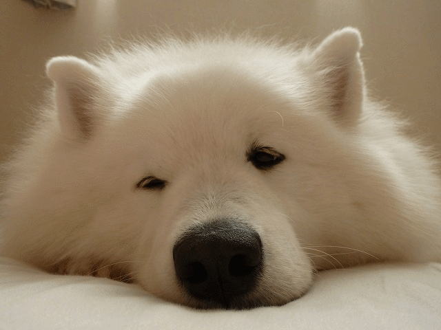 e0176159_22395520.gif
