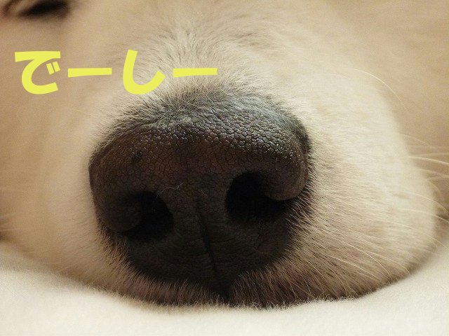 e0176159_22401234.jpg