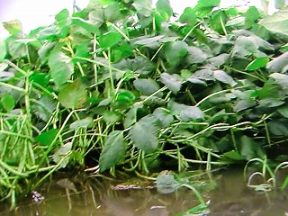 b0171771_8133687.jpg