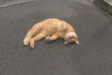 e0081772_17323338.jpg