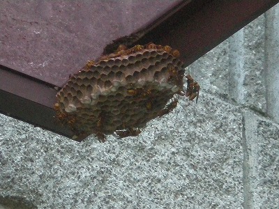 e0123587_2244931.jpg