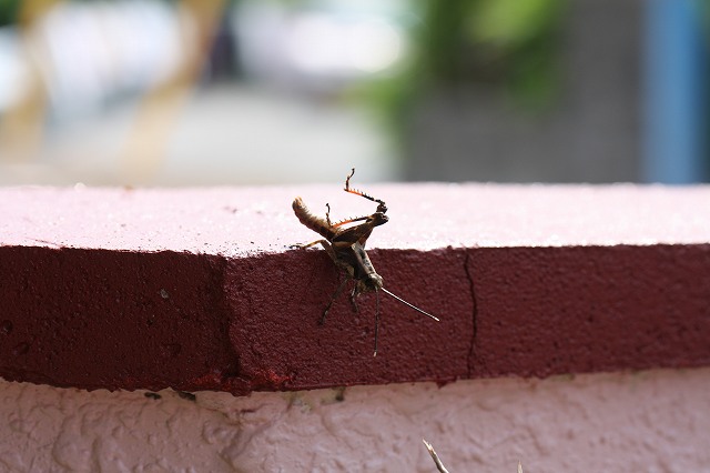 c0187403_1683233.jpg