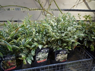 c0167112_2152659.jpg