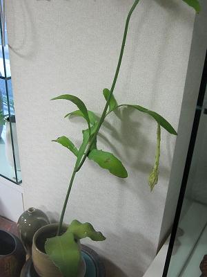 e0126218_2145634.jpg