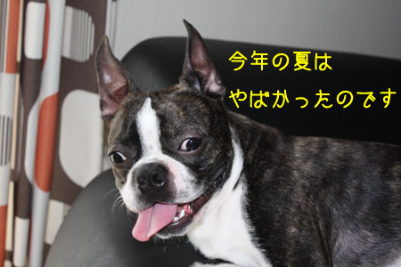 a0190132_0125334.jpg