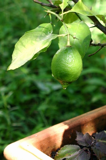 c0134734_234962.jpg