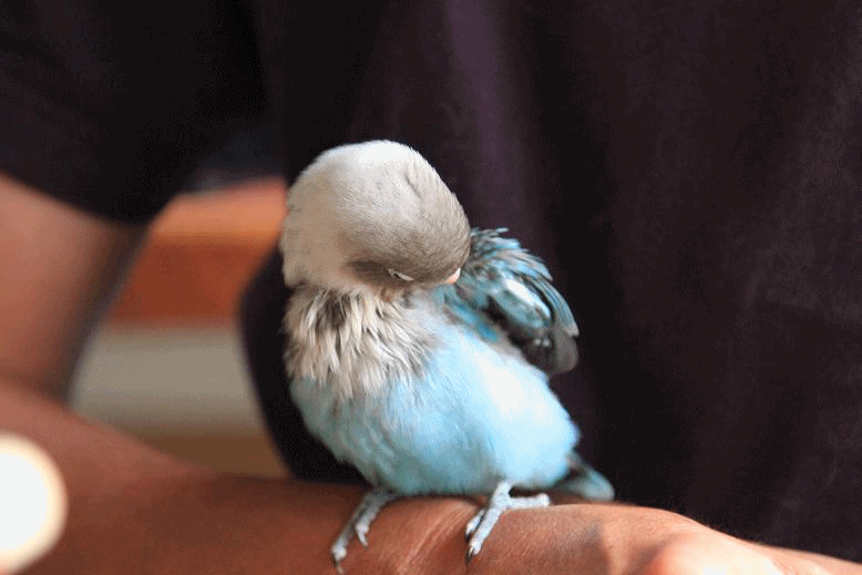 c0145250_11275984.gif