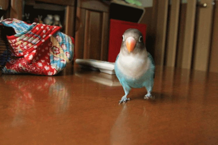 c0145250_1148883.gif