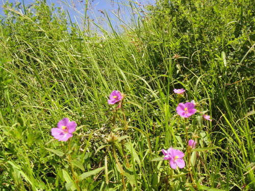 c0179351_1032260.jpg
