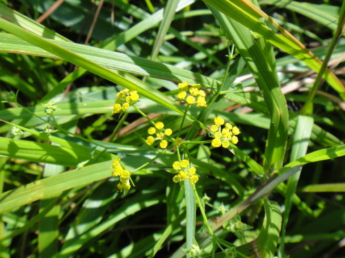 c0179351_10331149.jpg