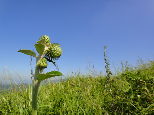 c0179351_922493.jpg