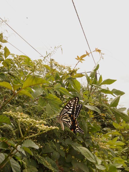 c0045352_23101498.jpg