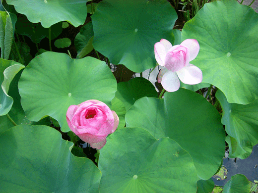 c0225153_7553821.gif