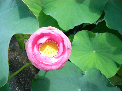 c0225153_756176.gif