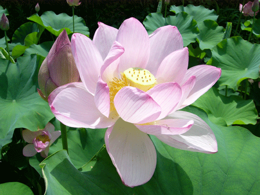 c0225153_7562737.gif