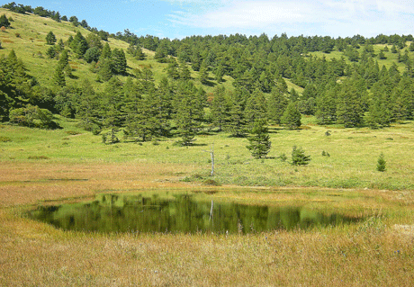 a0001354_20323760.gif