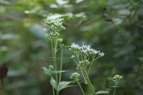 c0186463_16215731.jpg