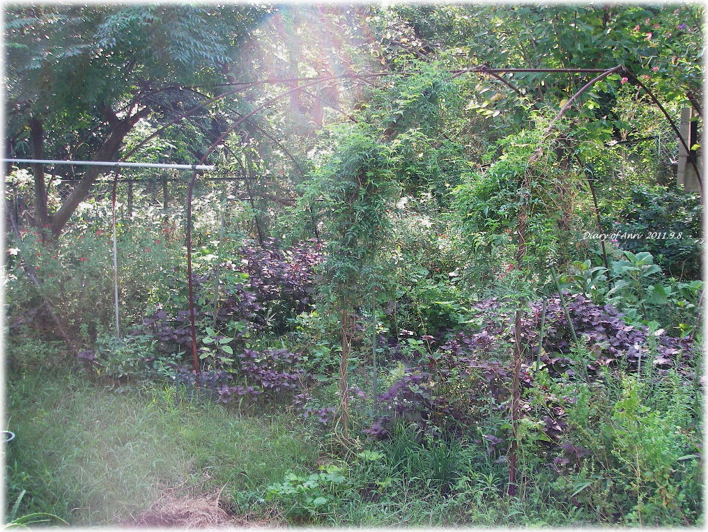 d0046294_8385782.jpg