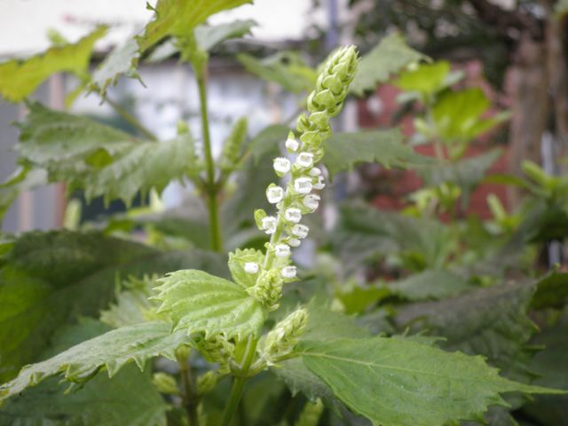 f0130894_1613864.jpg