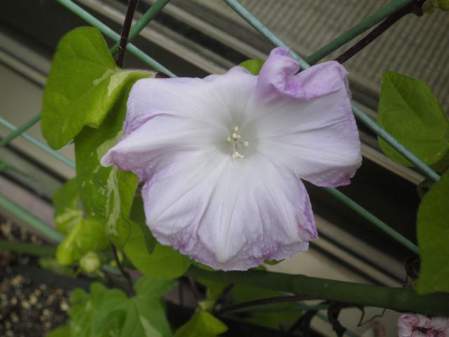f0130894_16141063.jpg