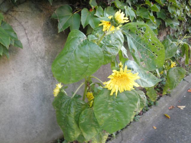 f0130894_1614382.jpg