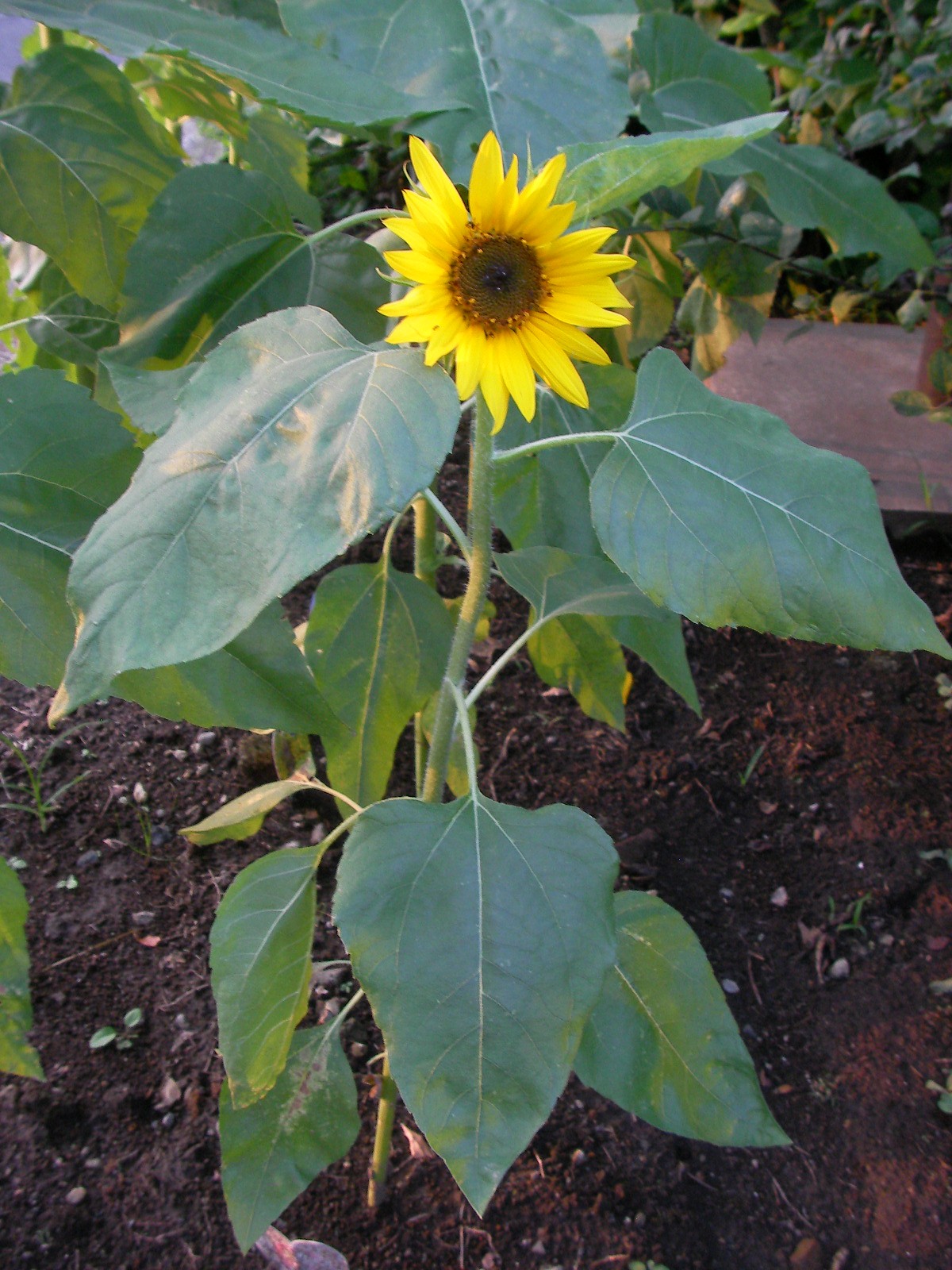 a0199297_8332710.jpg