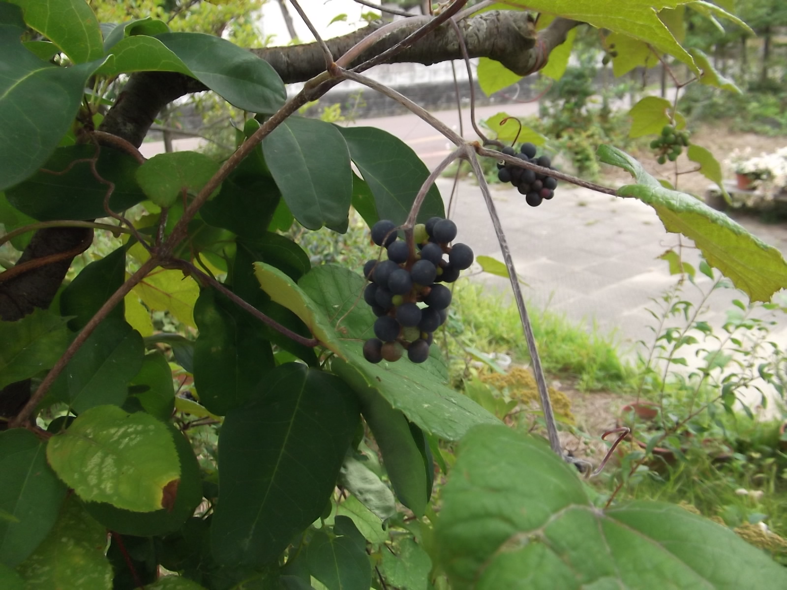 a0203003_20314749.jpg