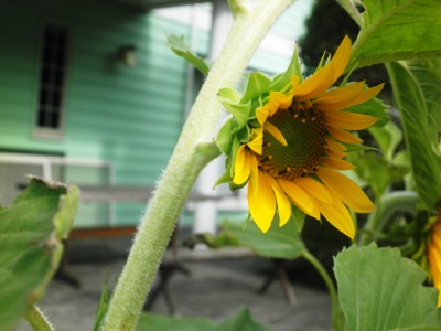 e0181312_9325197.jpg