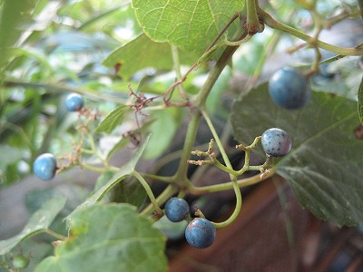 f0139520_1726139.jpg