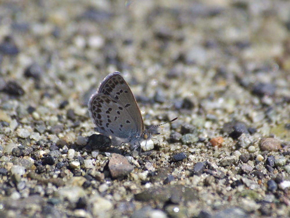 f0160222_2220015.jpg