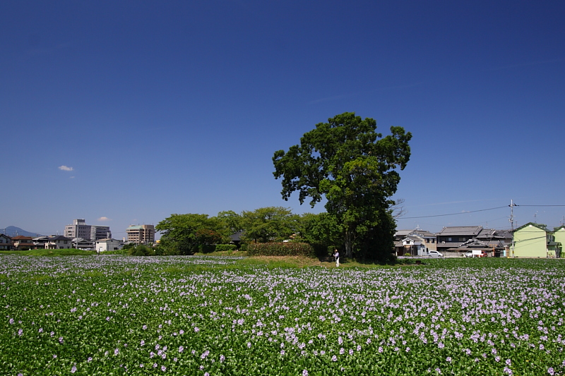 f0031423_1731125.jpg