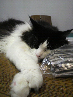 f0106823_1047829.jpg