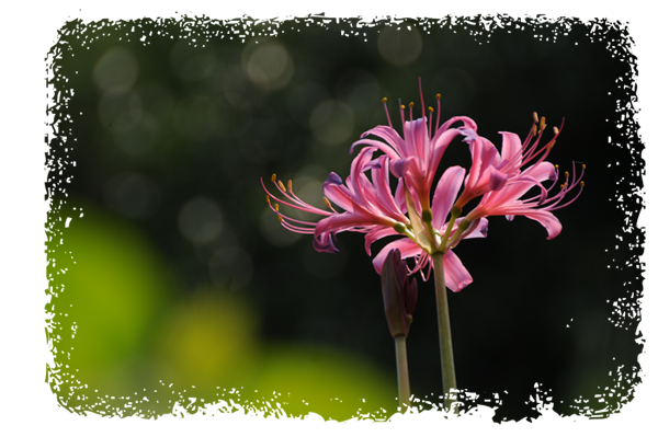 d0029829_2348612.png