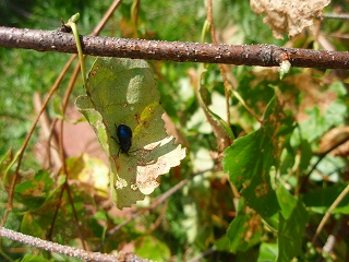 e0004756_20223970.jpg
