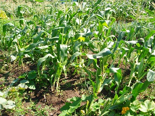 e0004756_2051873.jpg