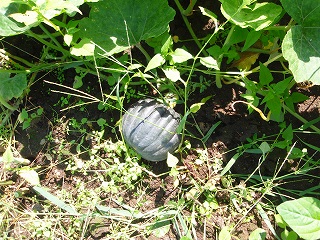 e0004756_2055966.jpg