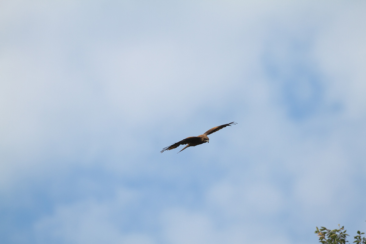 b0180476_2019367.jpg