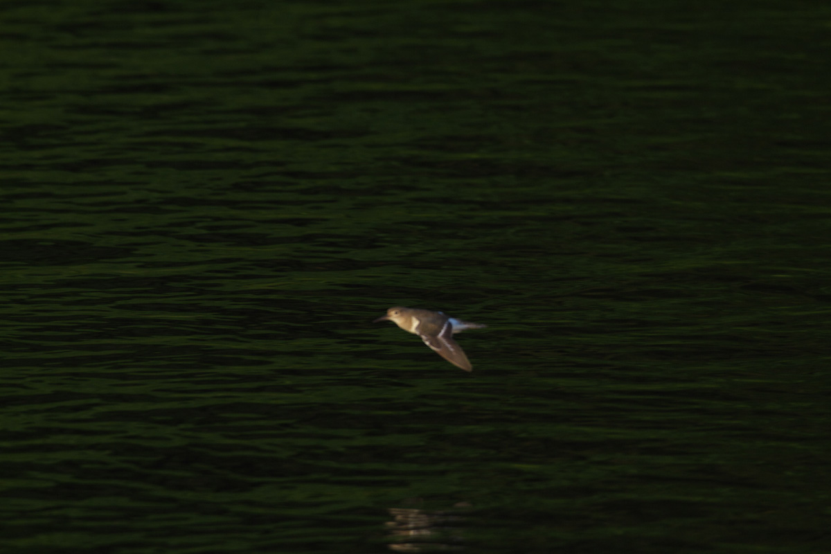 b0180476_2022576.jpg