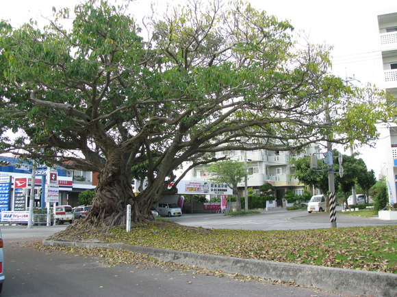 c0064389_1395988.jpg