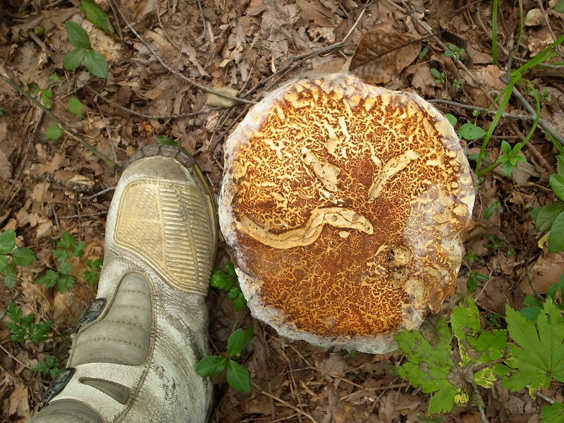b0050305_1544241.jpg