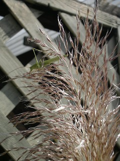 c0190010_20563255.jpg