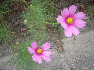 a0054240_1742720.jpg